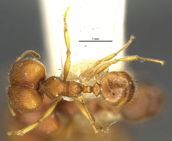 Media type: image;   Entomology 20723 Aspect: habitus dorsal view